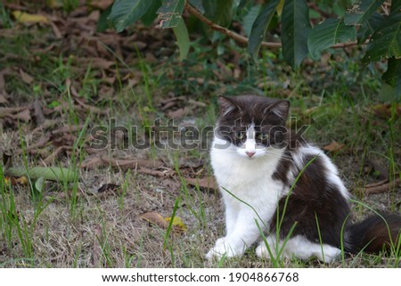 cute black and white kitten playing outdoor