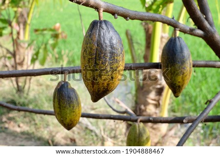 Cocoa fruit is used as a raw material for making chocolate. 