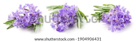 Lavender macro. Lavender flowers isolated. Bunch of lavender on white. Set on white background. Full depth of field.