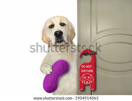 A dog labrador with a sleep mask is at door with a sign do not disturb. White background. Isolated.