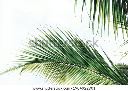 Beautiful of coconut palm tropical leaves