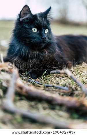 Black Cat Lying on Grass with Wide Open Eyes, Gazing Away from Camera