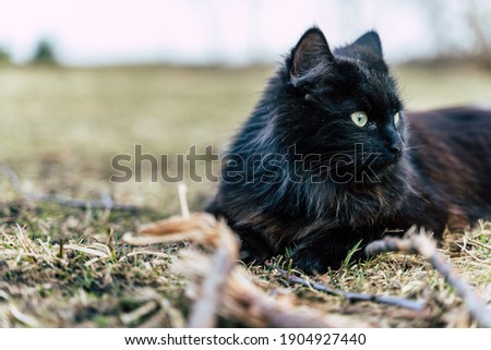 Fluffy Black Kitten Resting on Grass in Yard, Close Up Profile from Right Side