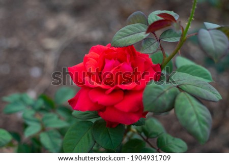 Rose in garden on blur background.