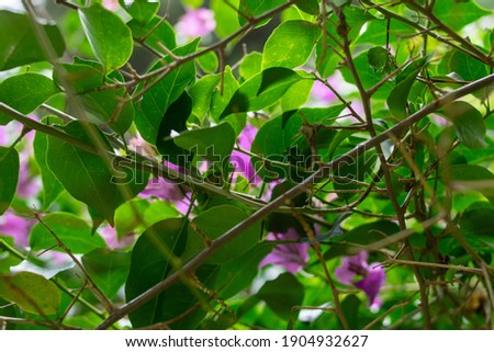 Orchid flower in the garden. Violet flower. Green leaves bottom view