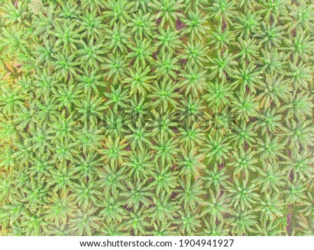 Oil palm plantation tree forest nature background aerial view