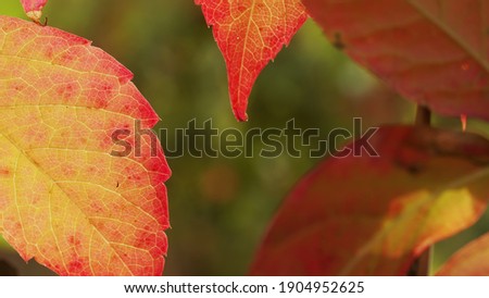 Autumnal leaves blown by the wind closeup footage