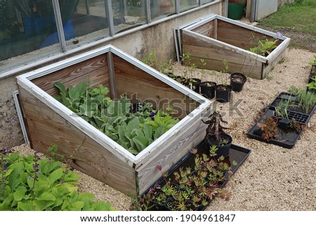 Vegetables growing in a cold frame in an English country house Royalty-Free Stock Photo #1904961847