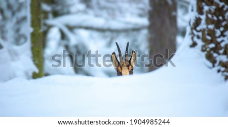 Mountain chamois in the snowy forest of the Luzickych Mountains, the best photo.