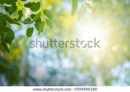 Choose the focus point on the leaf,The leaves are fresh green with copy space.light green