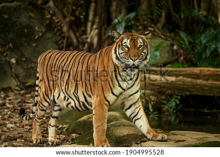 Malayan Tiger (Panthera tigris, Harimau Malaya) is a subspecies of tiger living in the central and southern parts of the Malaysia Peninsula Royalty-Free Stock Photo #1904995528