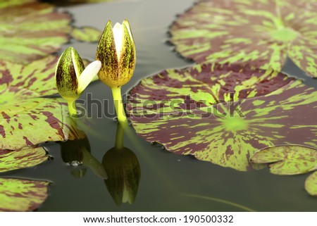 Tropical Lotus Flowers