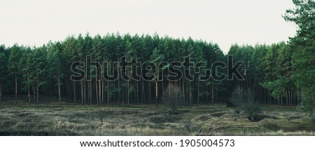 Autumn pine forest in cloudy weather. 
