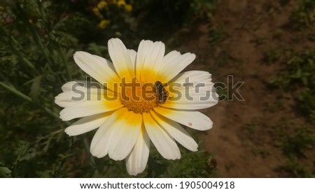 this is a beautiful picture of a flower which is white and yellow colour.