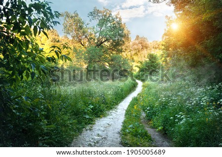 forest road on an early sunny summer morning with sunbeams shining through the foliage