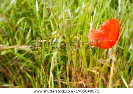 a Bud of red poppy on background of green grass side view on a Sunny summer day . background of summer flowers