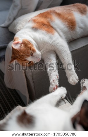 vertical composition. lovely scene of two domestic cats interact on the sofa. close up	