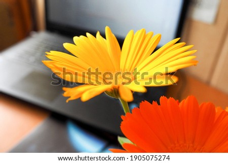 close-up of orange marigolds standing on a table next to an open laptop and a mat that is turned off. flowers as an interior decor