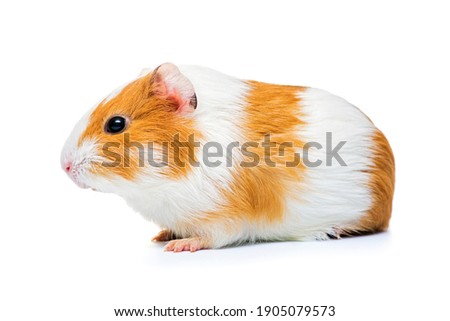 Guinea pig isolated on a white background. Domestic guinea pig.