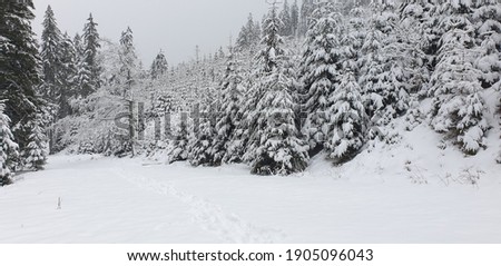 
beautiful forest covered in white by snow, all the trees are white