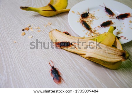 Unsanitary conditions. A mess in the kitchen. Cockroaches in a white plate with oatmeal. Domestic insects eat banana skins. pests spoil food