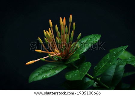 Yellow Ashoka Flower's Buds shot with black background