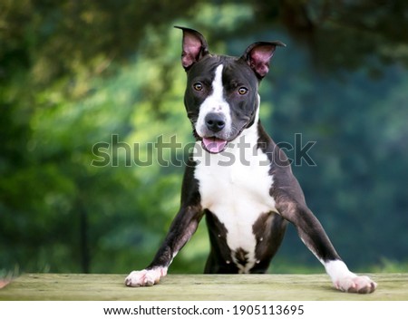 A black and white Terrier mixed breed dog standing up with its front paws on a bench