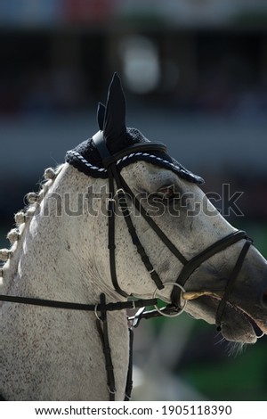 horse portrait equestrian show jumper head and neck with english show jumping bridle and bit english tack including martingale nose band  Royalty-Free Stock Photo #1905118390