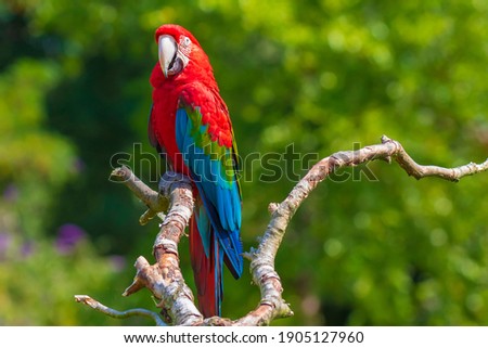 red-and-green macaw or green-winged macaw, Ara chloropterus, perched Royalty-Free Stock Photo #1905127960
