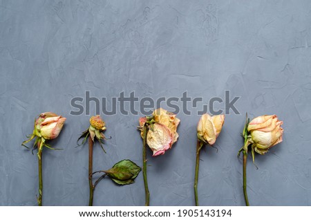 withered roses with fallen petals and dried leaves lie parallel in a row on a ultimate gray background flatlay