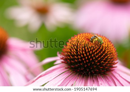 sweat bee on echinacea flower