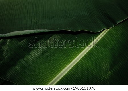 Tropical banana leaves lay on the ground.  forest trees for wallpapers. Copy space in the leaves dark green tone for input text.