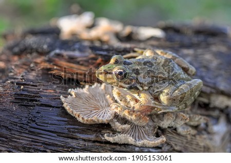 Beautiful  Green  frog in natural background      