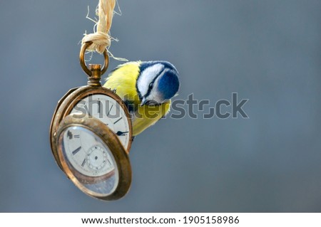 Close-up of a small bird sitting on a pocket watch and looking at the dial. The idea behind the picture is to illustrate the importance of that we act to slow global warming before it is to late.