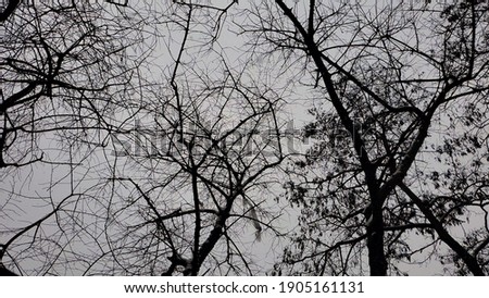 Mysterious bare tree branches high in gray sky. Atmosphere of horror, fear, haunted forest, creepy, spooky Halloween background
