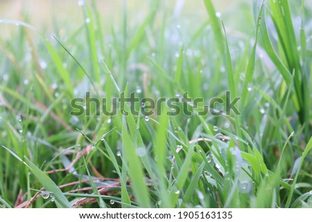 A drop of water on the grass