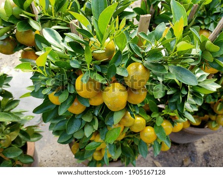 Selective focus.A lemon trees in pots sold in a store.Shot were noise and film grain.