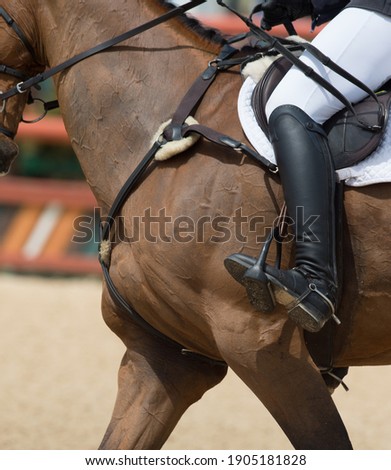 close up of horse neck and horseback riders leg showing proper position when show jumping or cantering around horse show ring Royalty-Free Stock Photo #1905181828