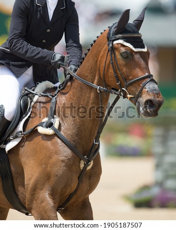 english rider on horse in show jumping competition close cropped horse wearing english tack with bridle martingale and fuzzy around nose band  Royalty-Free Stock Photo #1905187507