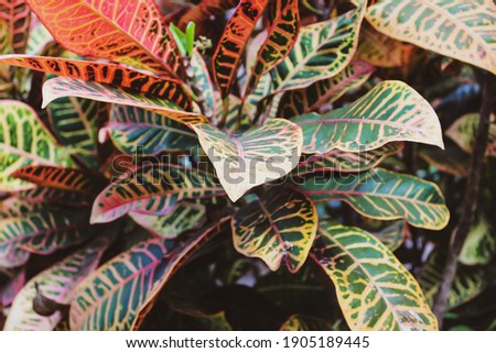 Colorful Croton plant leaves. Natural background, concept of beautiful green croton plant.