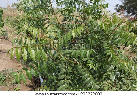 this is a fresh and natural neem tree in the forest