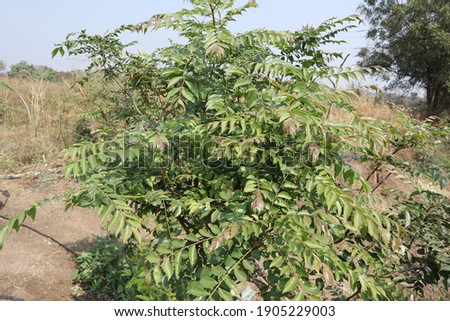 this is a fresh and natural neem tree in the forest