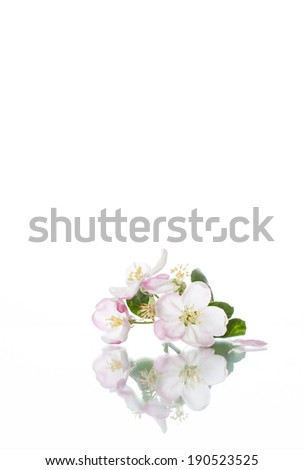 Beautiful spring flowers of apple  tree in blossom on white background with reflection on shining surface