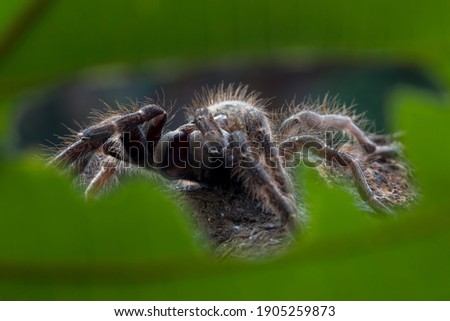 Ceratogyrus darlingi tarantula closeup, Ceratogyrus darlingi tarantula side view, insect closup