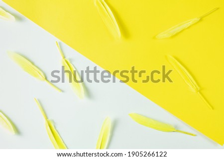 Bright yellow color, feathers of yellow color, on a yellow and white background, top view, pattern