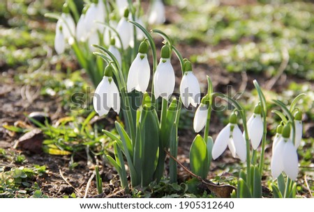 Snowdrop or common snowdrop (Galanthus nivalis) flowers.Snowdrops after the snow has melted. In the forest in the wild in spring snowdrops bloom. Royalty-Free Stock Photo #1905312640