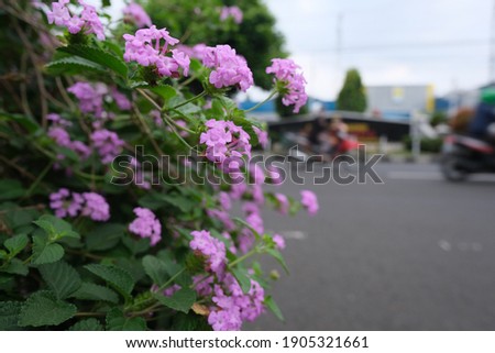 Purple Flowers by the Roadside