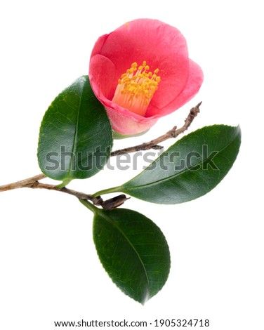 Pink camellia flower, Japanese camellia blooming with leaves isolated on white background, with clipping path