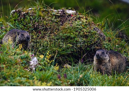 Two marmots in the wilderness of the Swiss Alps, summer