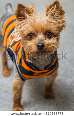 small Yorkshire terrier wearing an orange and black stripe jacket posing for pictures